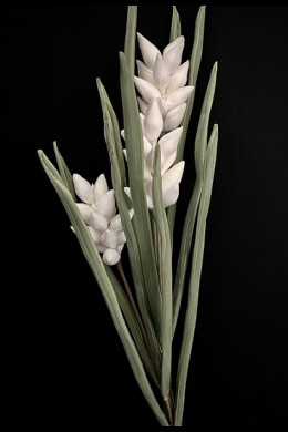  42x19" WHITE/GREEN FOAM FLOWER [FF705122]
